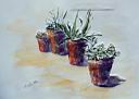 08- Macetas 50x70.JPG